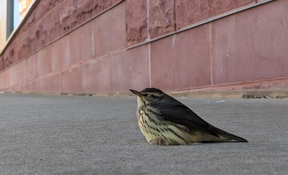 ‘every-bird-counts’:-how-city-residents-can-help-protect-migratory-birds