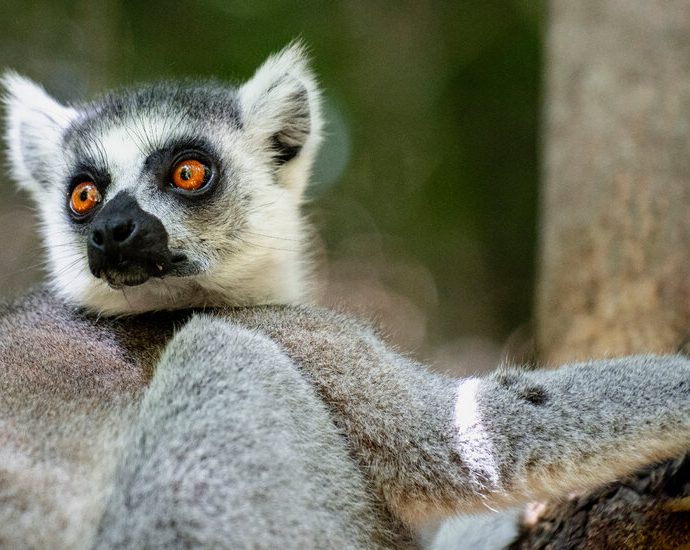 wild-swimming-and-stargazing-in-madagascar’s-grand-canyon