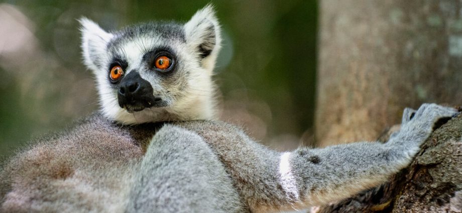 wild-swimming-and-stargazing-in-madagascar’s-grand-canyon