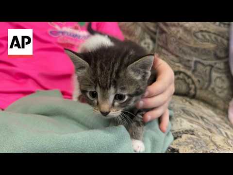 meet-tornado-and-twister,-the-kittens-rescued-from-tornado-hit-mississippi-trailer-park