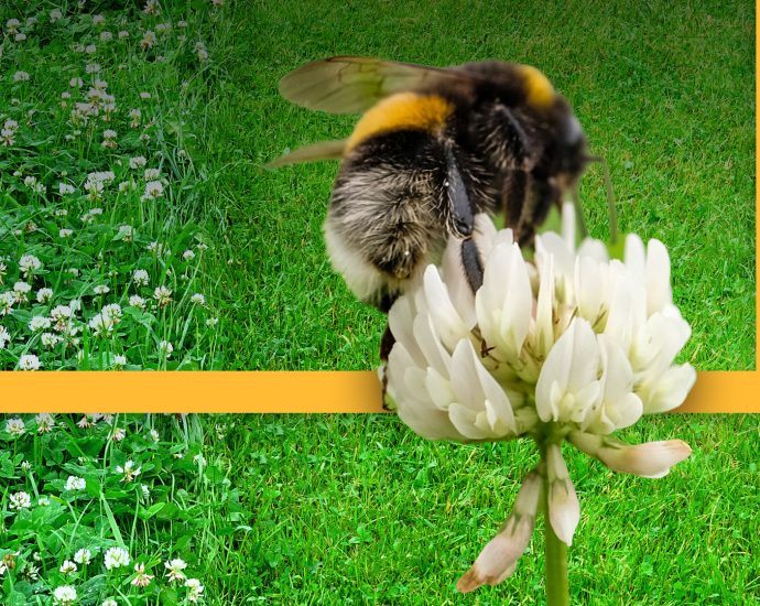 ‘no-mow-may’:-a-boon-for-the-bees-or-a-well-intended-mistake?