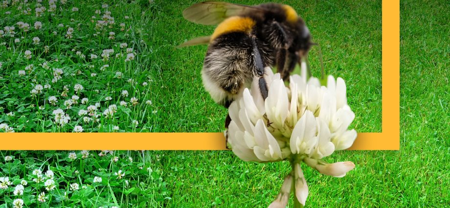 ‘no-mow-may’:-a-boon-for-the-bees-or-a-well-intended-mistake?