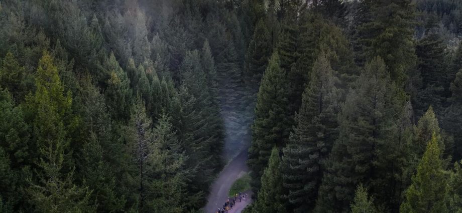 after-exile,-california-tribes-could-help-run-their-ancestral-redwoods-again