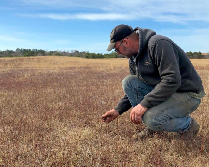wild-blueberry-farms-across-maine-suffer-as-climate-change-upends-growing-seasons