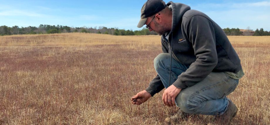 wild-blueberry-farms-across-maine-suffer-as-climate-change-upends-growing-seasons