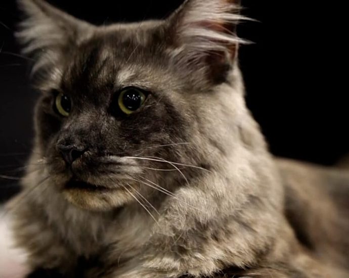 international-feline-contest:-europe’s-‘most-beautiful-cats’-gather-in-sofia