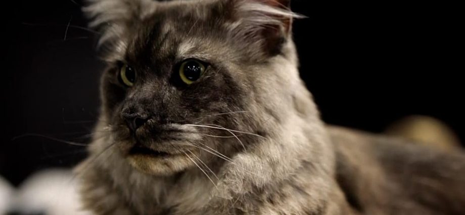 international-feline-contest:-europe’s-‘most-beautiful-cats’-gather-in-sofia