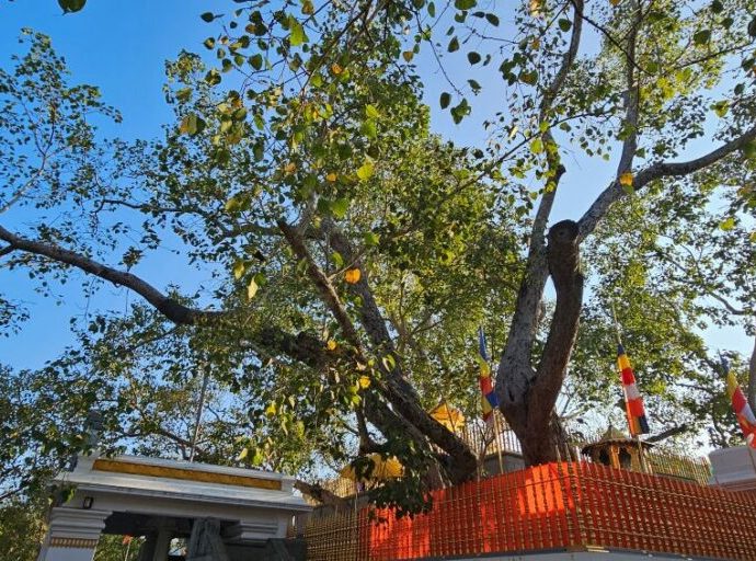 Ancient tree’s modern voyage from Sri Lanka to Texas