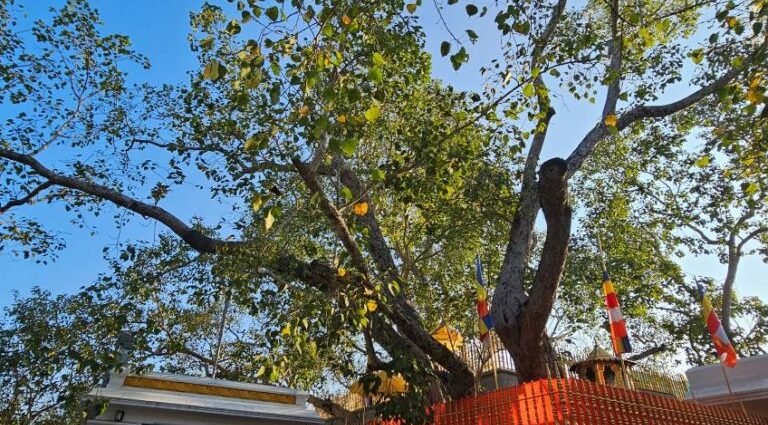 Ancient tree’s modern voyage from Sri Lanka to Texas
