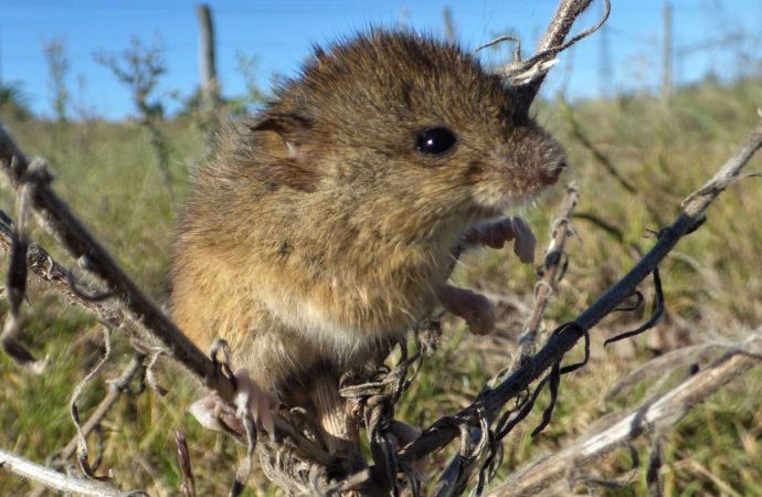 some-south-american-rodent-borne-viruses-may-spread-as-climate-warms