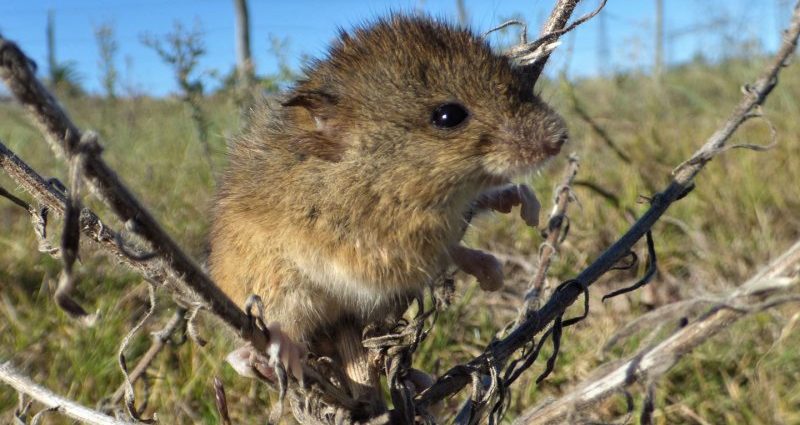 some-south-american-rodent-borne-viruses-may-spread-as-climate-warms