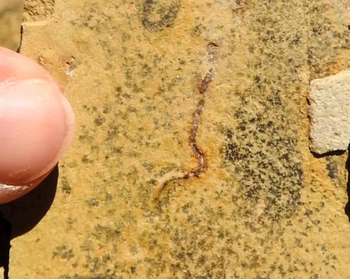 stunning-fossil-discovery-challenges-the-origins-of-animal-life
