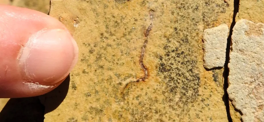 stunning-fossil-discovery-challenges-the-origins-of-animal-life