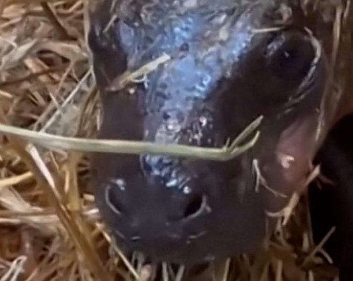 pygmy-hippo-born-at-berlin-zoo