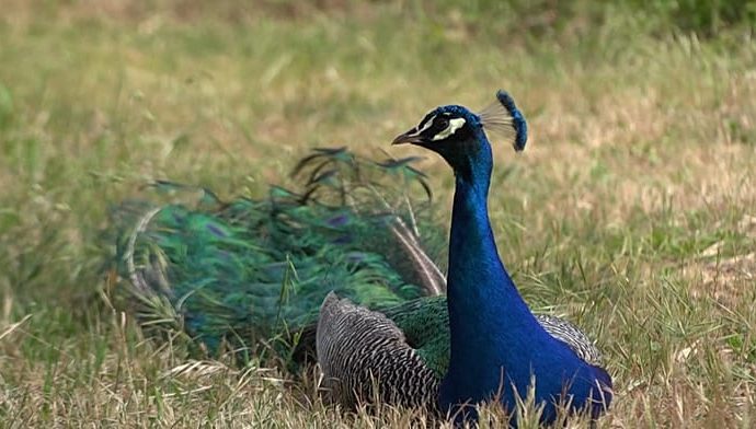 peacocks-take-over-northern-italian-beach-town