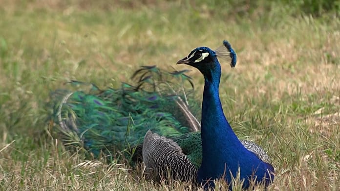 peacocks-take-over-northern-italian-beach-town