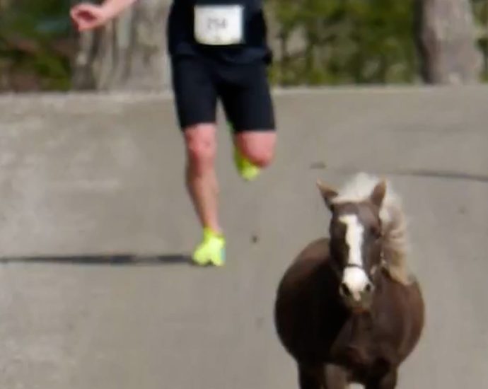mini-horses-interrupt-runners-at-local-race-in-vermont