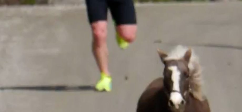 mini-horses-interrupt-runners-at-local-race-in-vermont