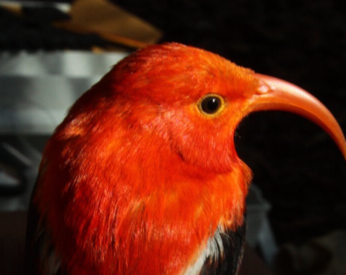 building-nests-is-hard-that’s-why-some-birds-steal.