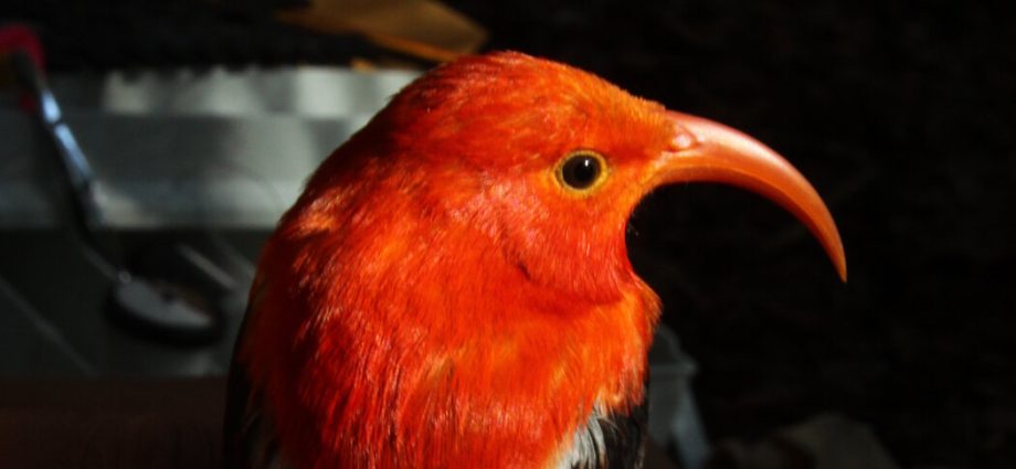building-nests-is-hard-that’s-why-some-birds-steal.