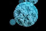 Parvovirus Is Spreading Across Northern California &mdash; but Many Still Think of Parvo as a Dog Disease