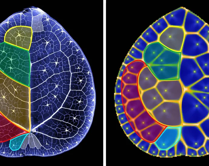 scientists-discover-hidden-math-secret-inside-chinese-money-plant-leaves