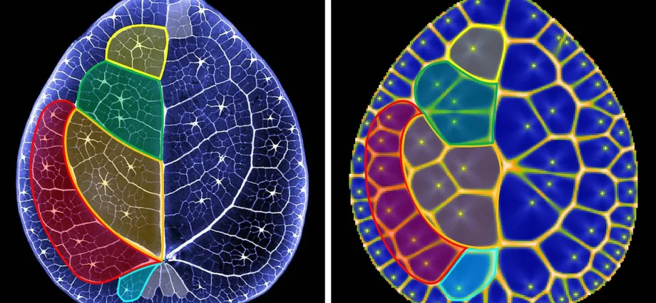 scientists-discover-hidden-math-secret-inside-chinese-money-plant-leaves