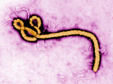 a-look-at-major-ebola-outbreaks-and-when-the-disease-was-first-identified