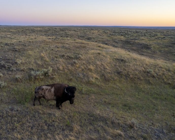 how-interior-helped-pushed-bison-off-montana’s-federal-lands
