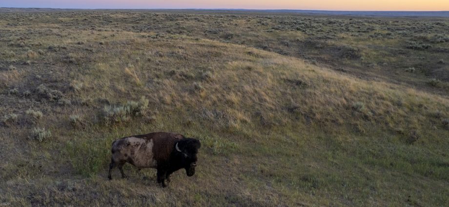 how-interior-helped-pushed-bison-off-montana’s-federal-lands