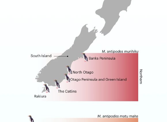 Rare New Zealand Penguins Are Three Distinct Subspecies, New Study Shows