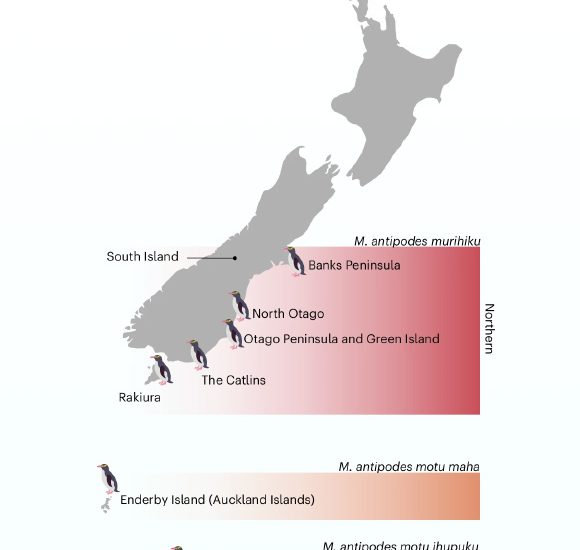 Rare New Zealand Penguins Are Three Distinct Subspecies, New Study Shows
