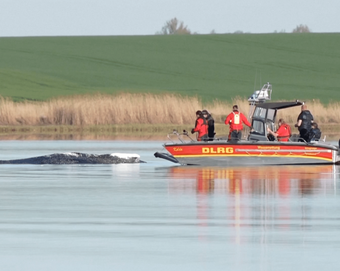 ‘timmy’-the-rescued-humpback-whale-confirmed-dead