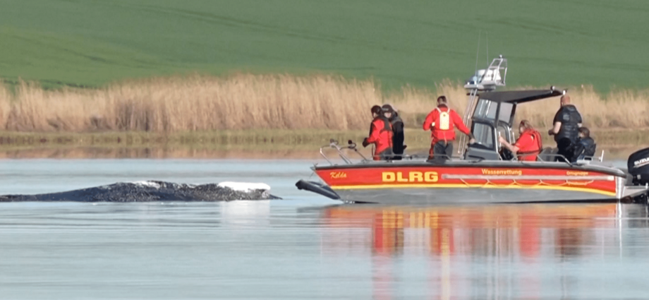 ‘timmy’-the-rescued-humpback-whale-confirmed-dead