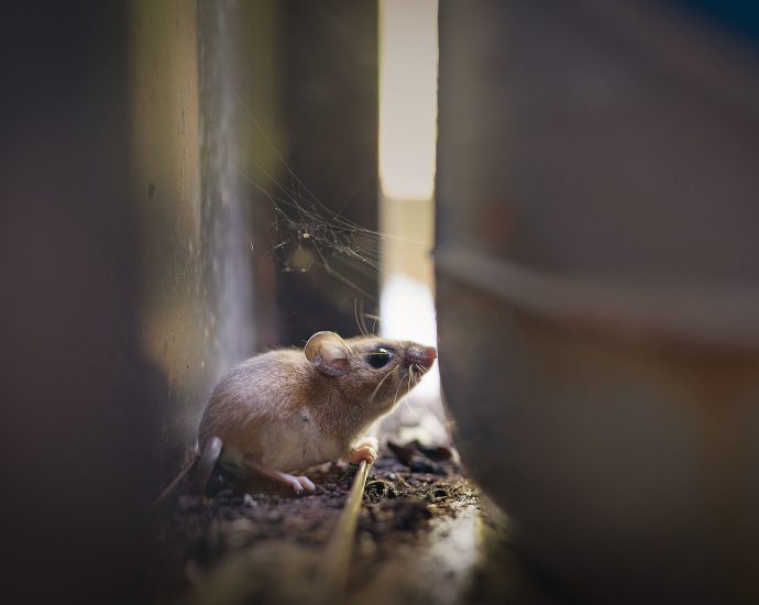 where-does-hantavirus-lurk-in-the-us.?-scientists-found-‘hot-spots’-in-surprising-areas