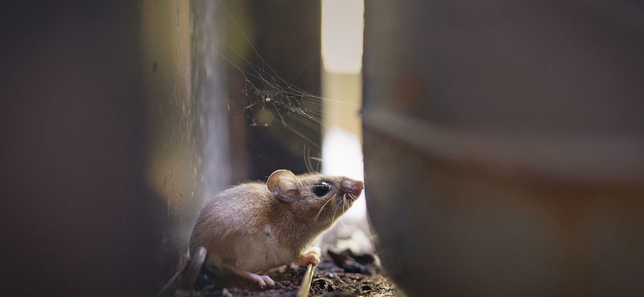 where-does-hantavirus-lurk-in-the-us.?-scientists-found-‘hot-spots’-in-surprising-areas
