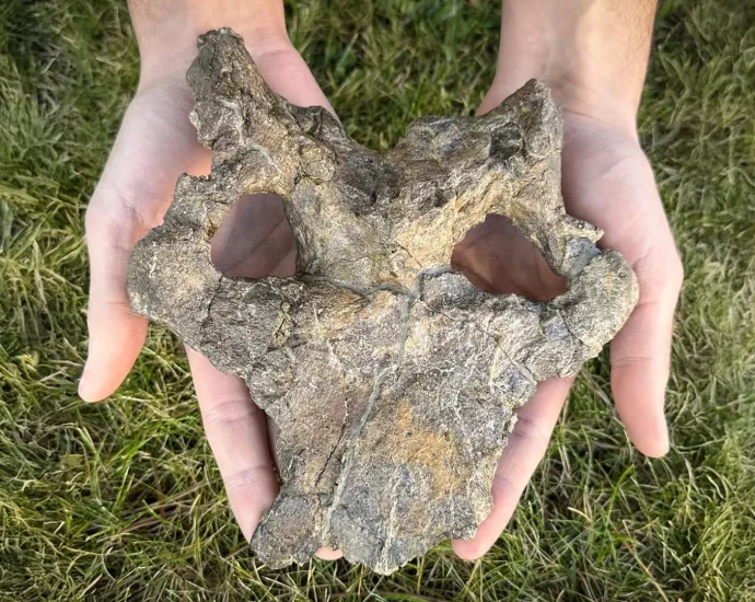 stunning-150-million-year-old-stegosaur-skull-rewrites-dinosaur-evolution