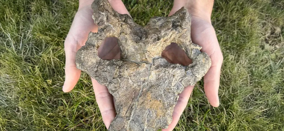 stunning-150-million-year-old-stegosaur-skull-rewrites-dinosaur-evolution