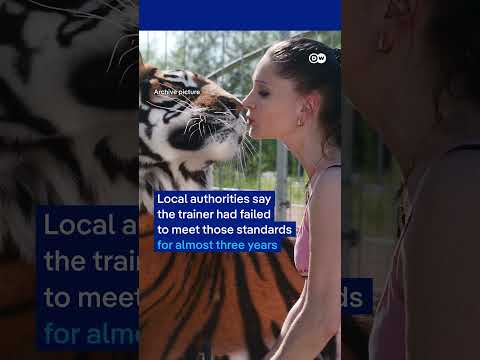 tiger-shot-dead-in-germany-after-escaping-enclosure-|-dw-news