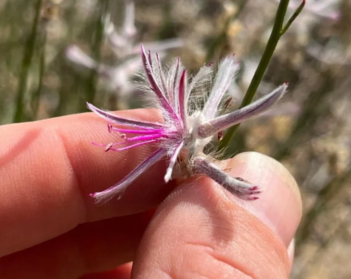 plant-believed-extinct-for-60-years-suddenly-reappears