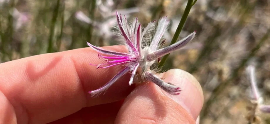 plant-believed-extinct-for-60-years-suddenly-reappears