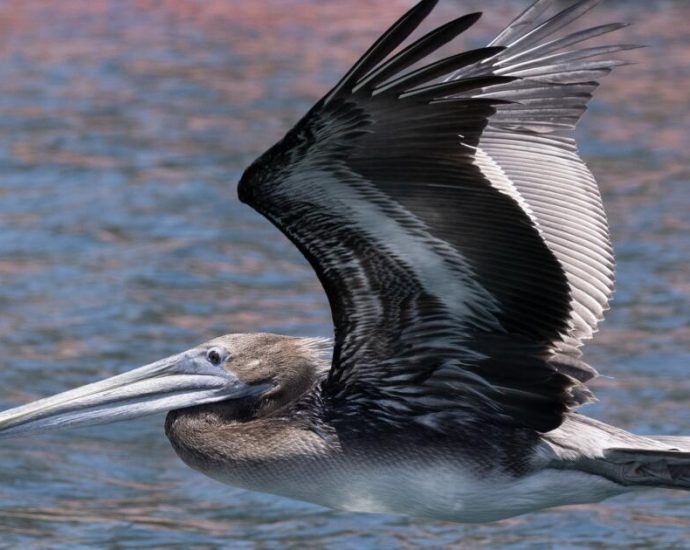 as-ocean-temperatures-spike,-more-dead-sea-birds-are-washing-up-on-california-shores