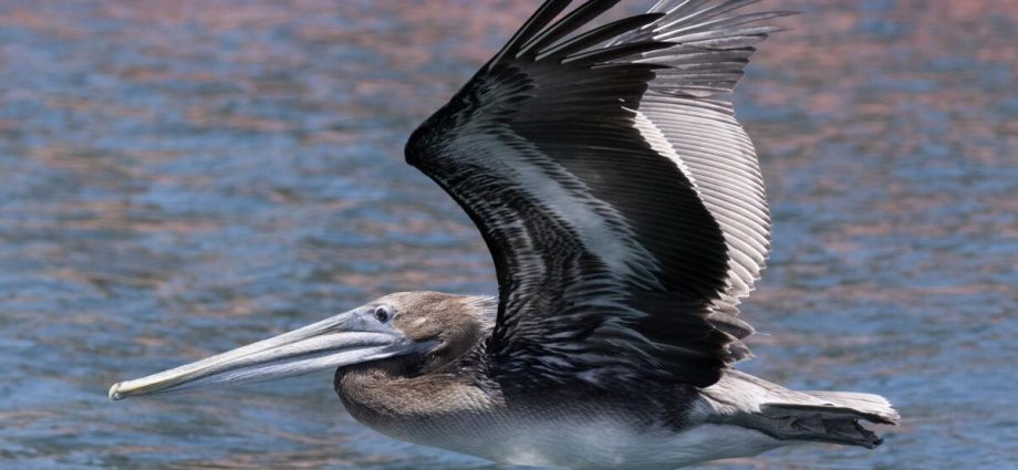 as-ocean-temperatures-spike,-more-dead-sea-birds-are-washing-up-on-california-shores