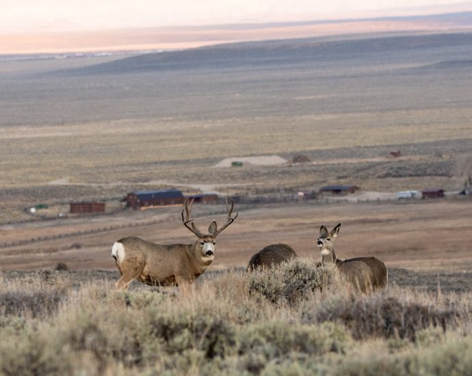 migrating-wildlife-need-lots-of-space-between-houses,-research-shows