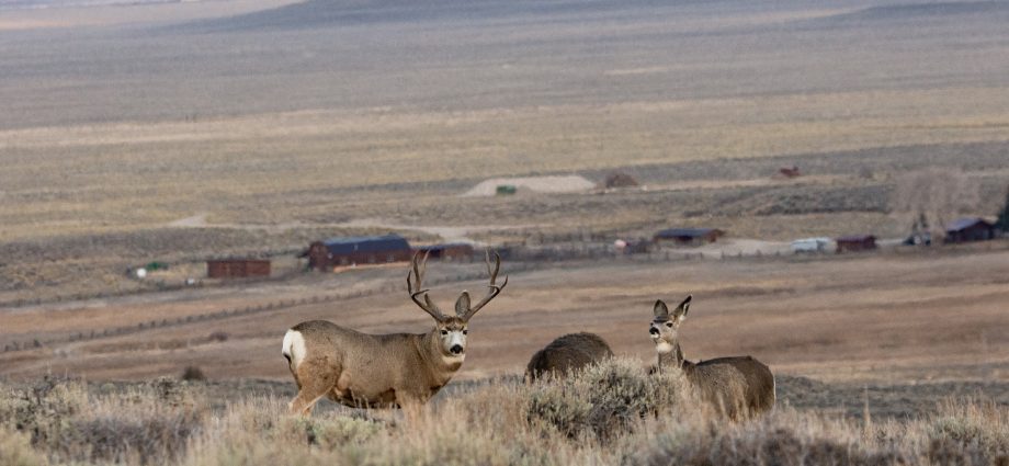 migrating-wildlife-need-lots-of-space-between-houses,-research-shows