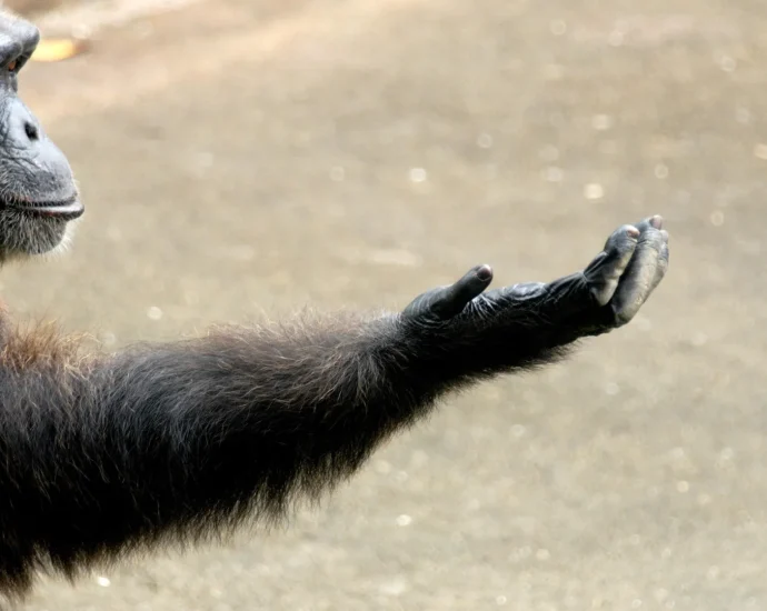 scientists-think-they’ve-cracked-the-mystery-of-human-right-handedness