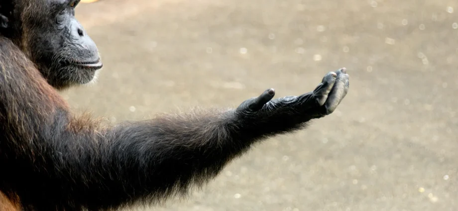 scientists-think-they’ve-cracked-the-mystery-of-human-right-handedness