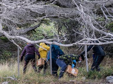 argentines-hunting-for-source-of-hantavirus-outbreak-trap-rats-in-southernmost-city