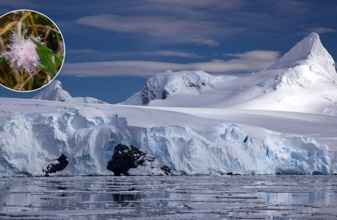 antarctic-plants-may-face-a-growing-fungal-threat-from-warming-soils