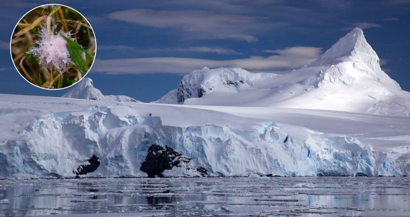antarctic-plants-may-face-a-growing-fungal-threat-from-warming-soils